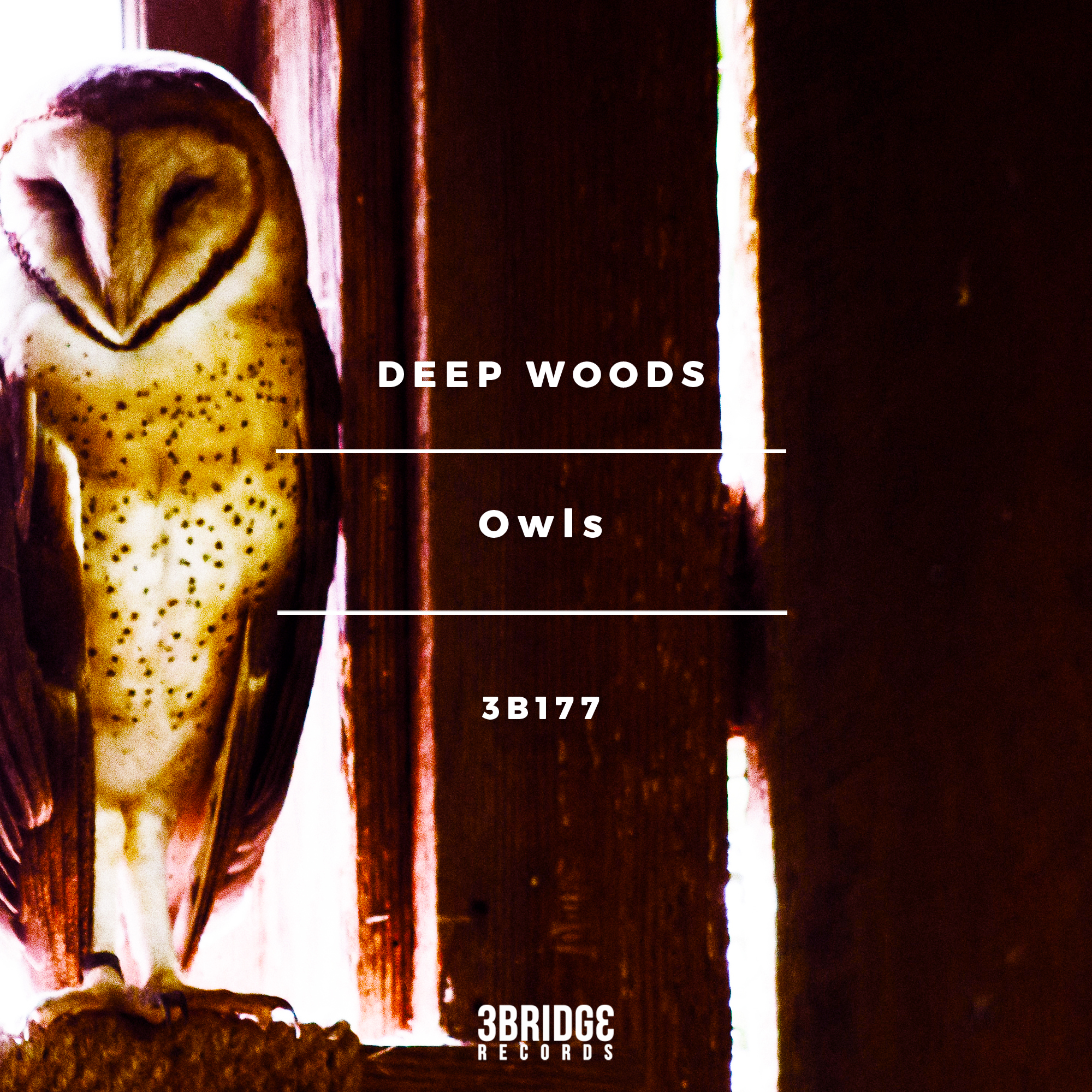 Deep Woods - Owls