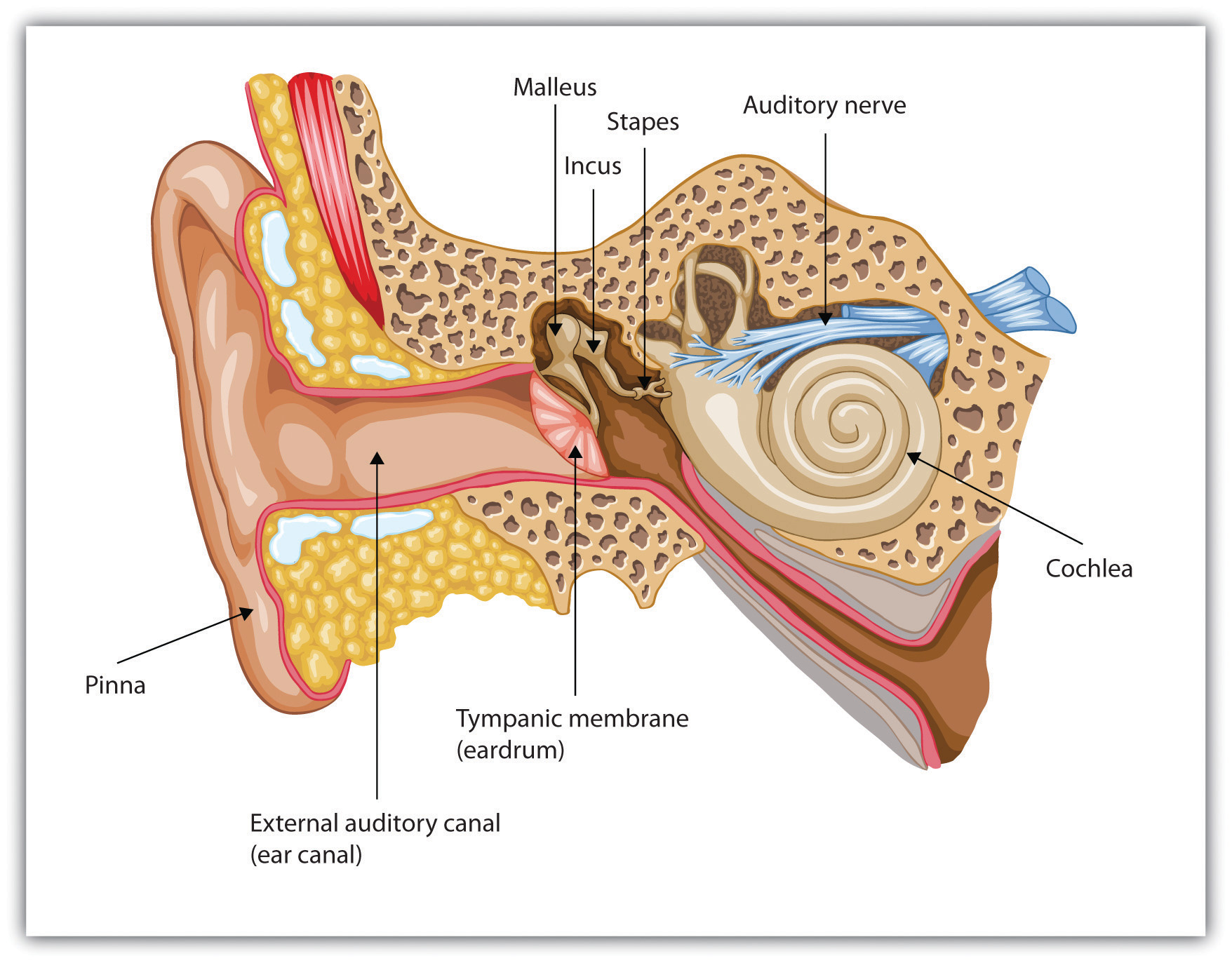 ear