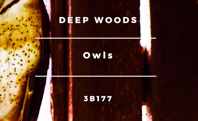 Deep Woods - Owls