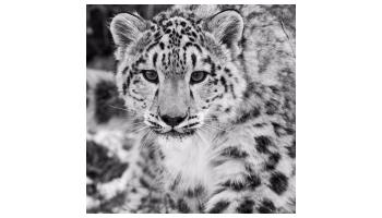 Jake Kaiser - Panthera
