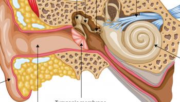 ear