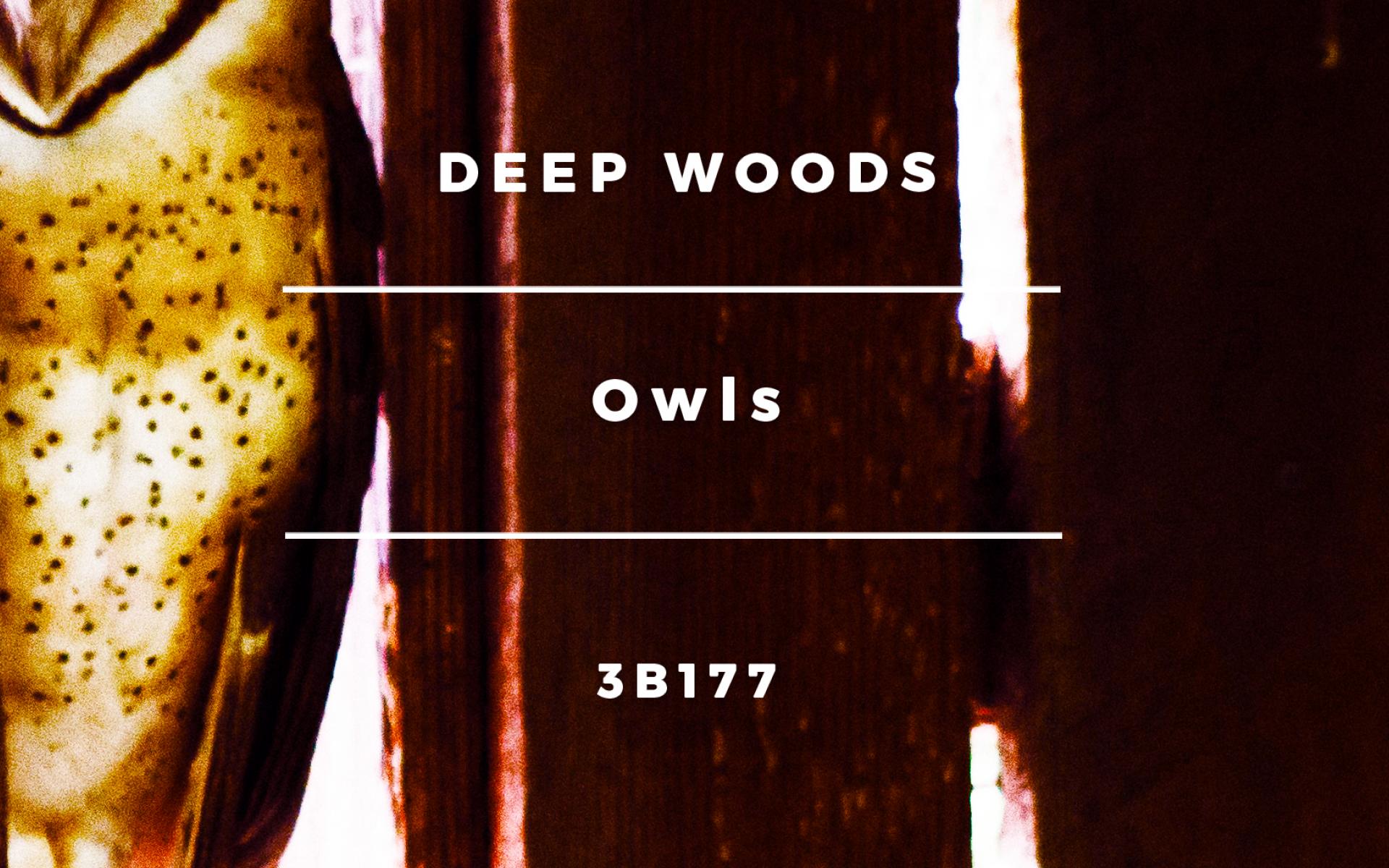 Deep Woods - Owls