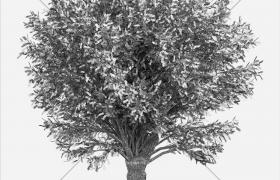 Aithale - I'm The Tree